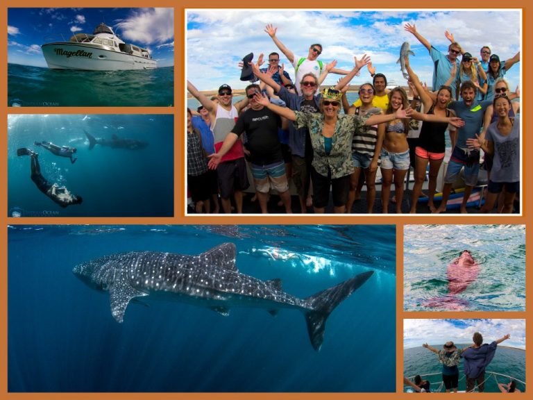 Kings Ningaloo Whale Shark Eco Tour May 03 2016_1024x768
